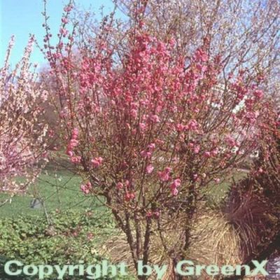 Mandelbäumchen  von Nr-01 Pflanzenversand auf blumen.de