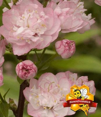 Mandelbaum von GartenXXL auf blumen.de