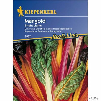 Mangold ´Bright Lights´ von Garten Schlüter auf blumen.de
