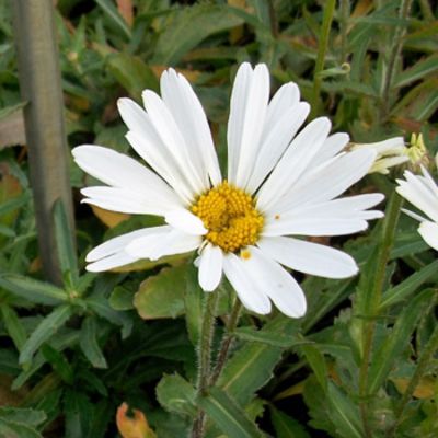 Margerite 'White Knight' (Leucanthemum x superbum) von Gartengruen-24 auf blumen.de