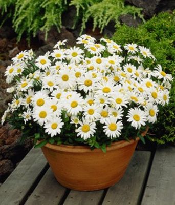 Margeriten (Leucanthemum) von BALDUR-Garten auf blumen.de