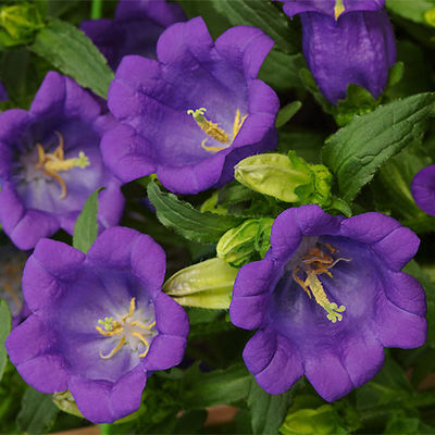 Marien-Glockenblume Deep Blue von Gärtner Pötschke auf blumen.de