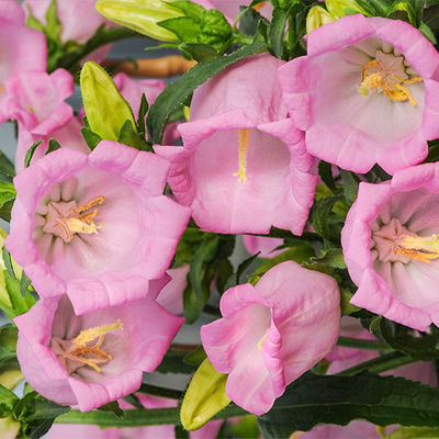 Marien-Glockenblume Rose von Gärtner Pötschke auf blumen.de