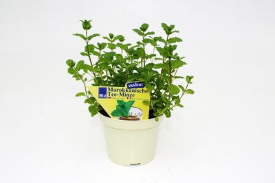 Marokkanische Minze 3er Set von GartenXXL auf blumen.de