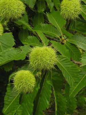 Maronen / Esskastanie von Gartengruen-24 auf blumen.de