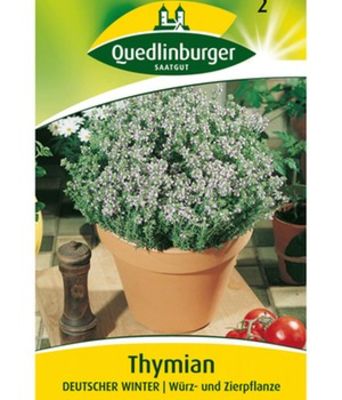 Mehrjähriger Thymian  von BALDUR-Garten auf blumen.de