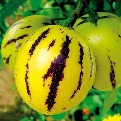 Melonenbirne Pepino von TOM-GARTEN auf blumen.de
