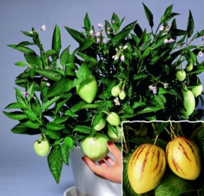 Melonenbirne von GartenXXL auf blumen.de