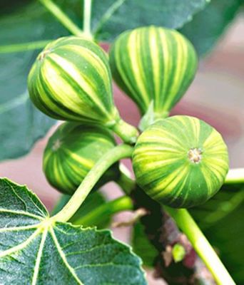 Melonenfeige von BALDUR-Garten auf blumen.de