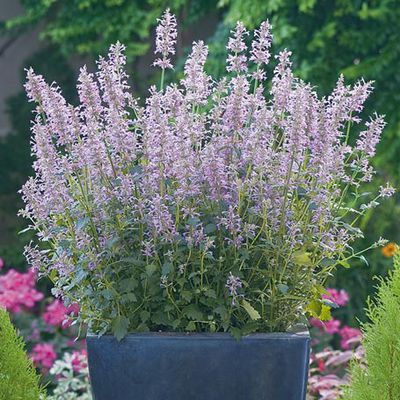 Mexico-Minze Rose Mint von Gärtner Pötschke auf blumen.de