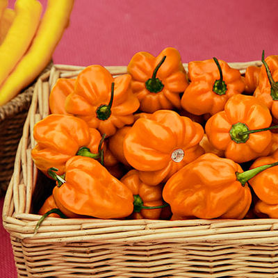 Mexikanische Habanero Chilisamen  von Gärtner Pötschke auf blumen.de