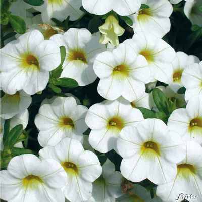 Midi-Petunie ´Calipetite White´  von Garten Schlüter auf blumen.de