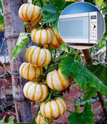 Mikrowellen-Kürbis, von BALDUR-Garten auf blumen.de