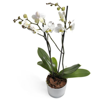 Milchweiße Orchidee von EuroFlorist auf blumen.de