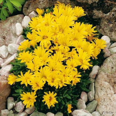 Mittagsblume (goldgelb)  von Garten Schlüter auf blumen.de