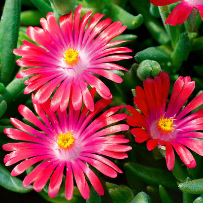 Mittagsblume Pink Ribbon von Gärtner Pötschke auf blumen.de