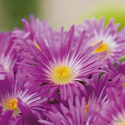 Mittagsblume (purpur)  von Garten Schlüter auf blumen.de