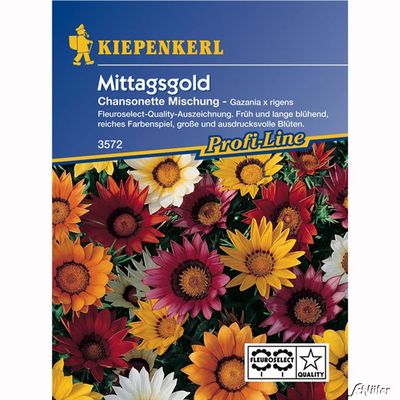 Mittagsgold ´Chansonette´ von Garten Schlüter auf blumen.de