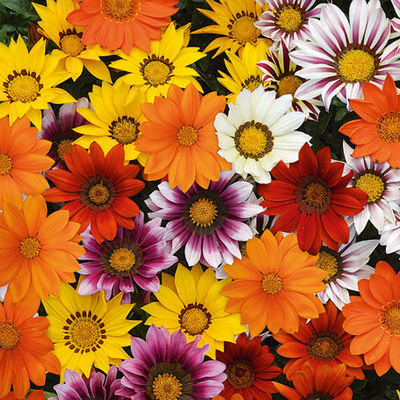 Mittagsgold New Day F1-Mischung von Gärtner Pötschke auf blumen.de