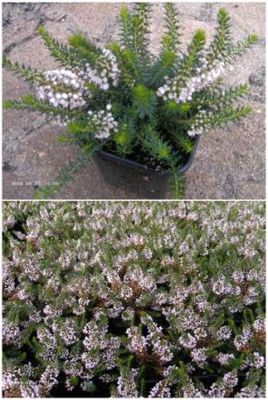 Mittsommerheide 'Lyonesse'  von Gartengruen-24 auf blumen.de