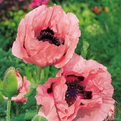 Mohn  Princess Victoria Louise von Garten Schlüter auf blumen.de