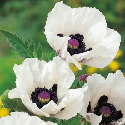 Mohn ´Royal Wedding´ von Garten Schlüter auf blumen.de