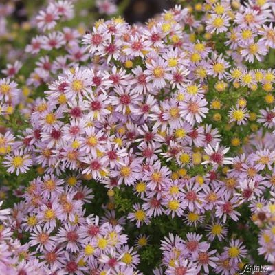 Myrten-Aster ´Lovely´ von Garten Schlüter auf blumen.de