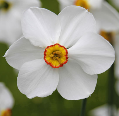 Narzisse Actaea von Blumenzwiebelnversand auf blumen.de