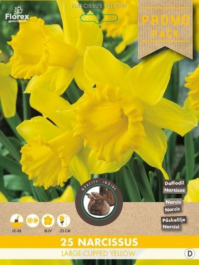 Narzisse Large Cupped Yellow von Blumenzwiebelnversand auf blumen.de