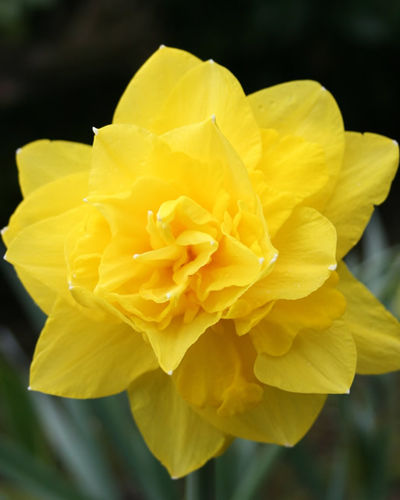 NarzisseGolden Ducat von Blumenzwiebelnversand auf blumen.de