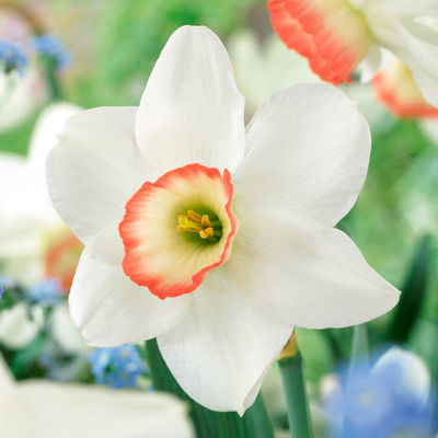 Narzisse Elisabeth Ann von Gärtner Pötschke auf blumen.de