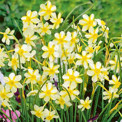 Narzisse New Baby von Gärtner Pötschke auf blumen.de