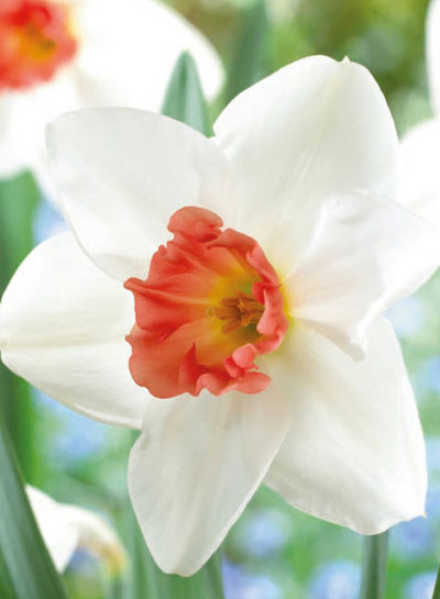 Narzisse Perfect Lady von Blumenzwiebelnversand auf blumen.de