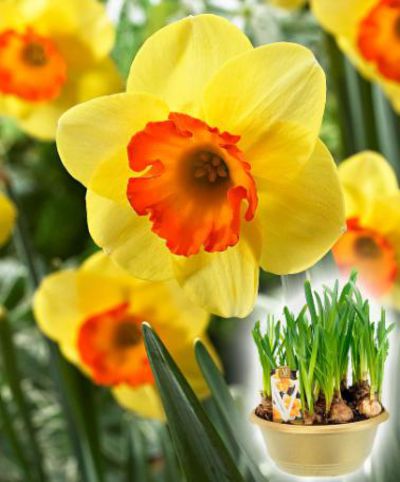 Narzissen 'Bantam' von Bakker auf blumen.de