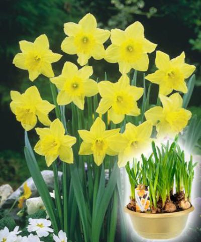 Narzissen 'Carlton'  von Bakker auf blumen.de