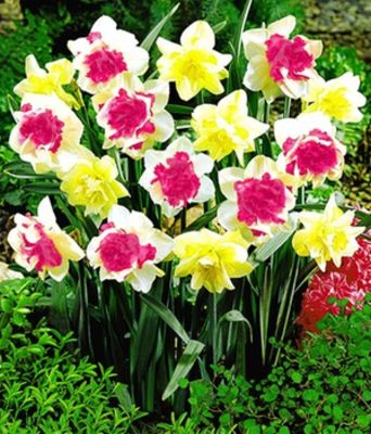 Narzissen Double Duo Mix von BALDUR-Garten auf blumen.de