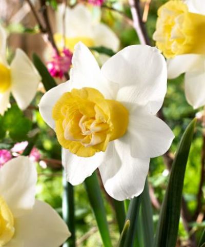 Narzissen 'Popeye' von Bakker auf blumen.de