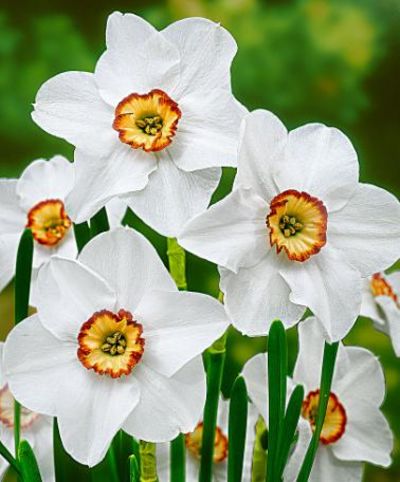 Narzissen 'Recurvus' von Bakker auf blumen.de