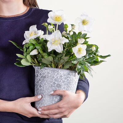 Naturzauber von Blume2000.de auf blumen.de