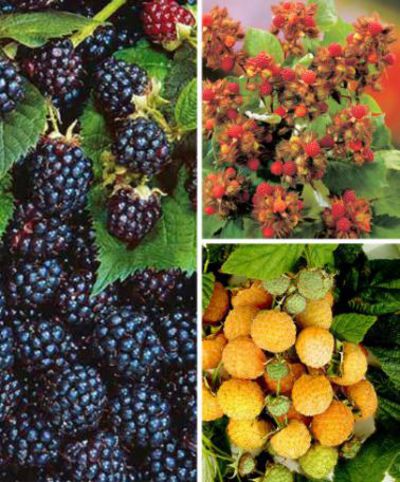 Obst-Kollektion von Bakker auf blumen.de