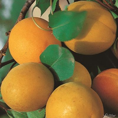 Obst-Zwerg® Aprikose ´Kaluna´ von Garten Schlüter auf blumen.de