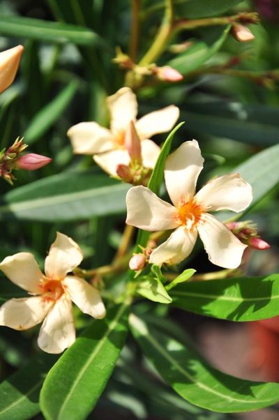 Oleander Gelb/lachsfarbend von Der Palmenmann auf blumen.de
