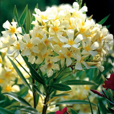 Oleander gelb von TOM-GARTEN auf blumen.de