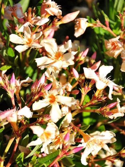 Oleander gelb/lachsfarben von Der Palmenmann auf blumen.de