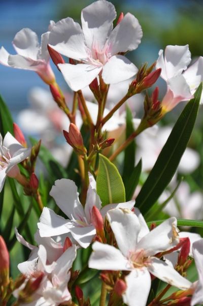 Oleander hellrosa von Der Palmenmann auf blumen.de