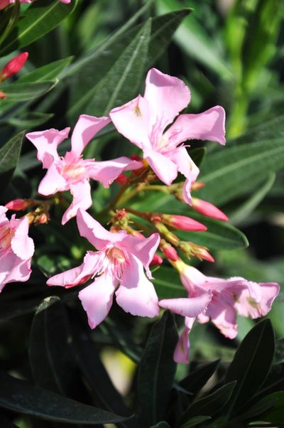 Oleander  von Der Palmenmann auf blumen.de