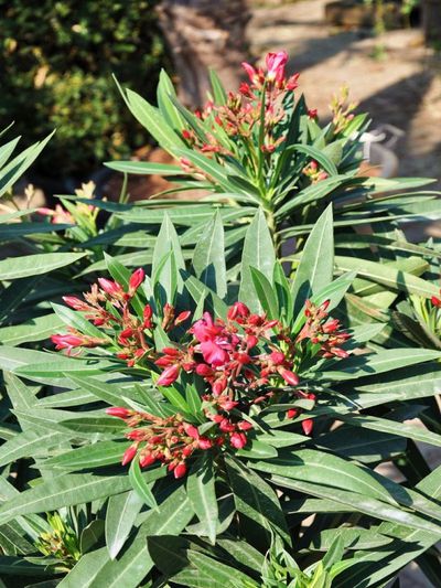 Oleander rot von Der Palmenmann auf blumen.de