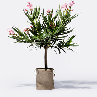 Oleanderstamm mit Jutesack von Blume2000.de auf blumen.de