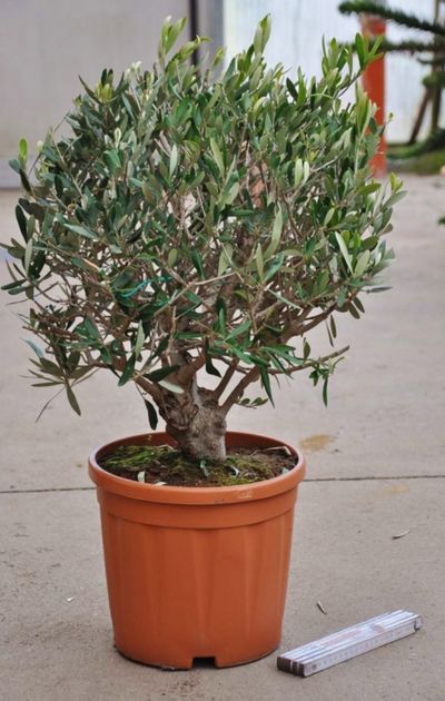 Olivenbaum (Bonsai) von Der Palmenmann auf blumen.de