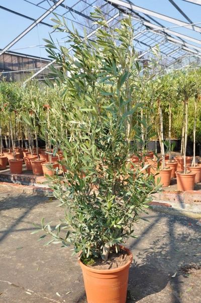 Olivenbaum - Olea europea hojiblanca als Busch von Der Palmenmann auf blumen.de